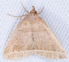 Zanclognatha marcidilinea