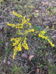 Solidago tortifolia