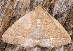 Zanclognatha marcidilinea