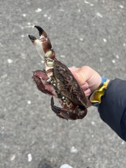 Romaleon antennarium