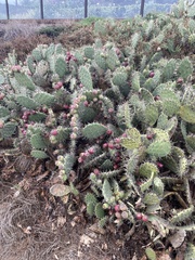 Opuntia littoralis