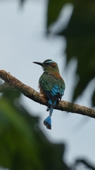 Eumomota superciliosa