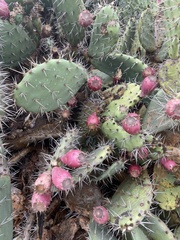 Opuntia littoralis