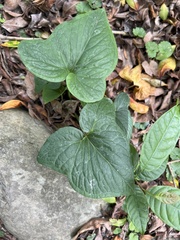 Typhonium roxburghii