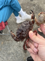 Romaleon antennarium