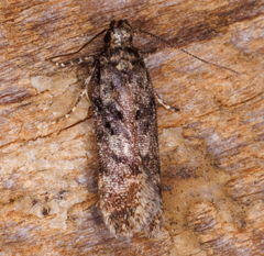 Chionodes mediofuscella