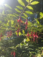 Fuchsia