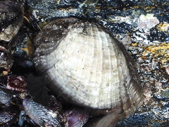 Concholepas concholepas