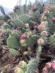 Opuntia littoralis