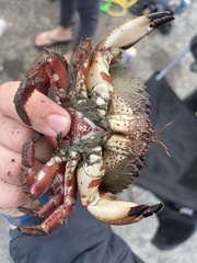 Romaleon antennarium