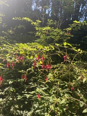 Fuchsia