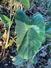 Colocasia