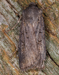 Euxoa velleripennis