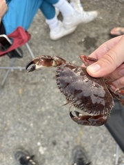 Romaleon antennarium