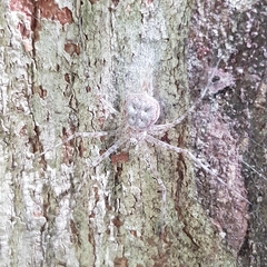Tamopsis