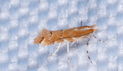 Cremastobombycia solidaginis