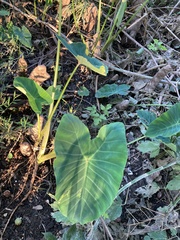 Colocasia