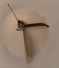 Ascaloptynx appendiculata