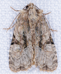 Oligia modica