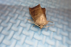 Papaipema nebris