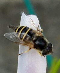 Eristalis hirta