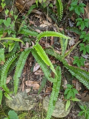 Adiantum caudatum