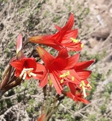 Zephyranthes phycelloides
