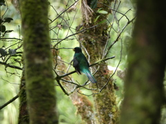 Trogon collaris