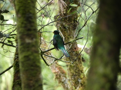 Trogon collaris