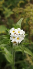 Cryptantha