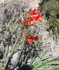 Zephyranthes phycelloides