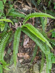 Adiantum caudatum