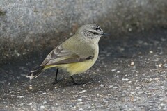 Acanthiza chrysorrhoa