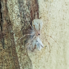 Tamopsis