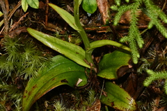 Platanthera minor