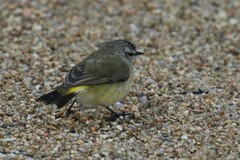 Acanthiza chrysorrhoa