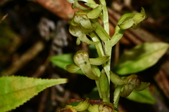 Platanthera minor
