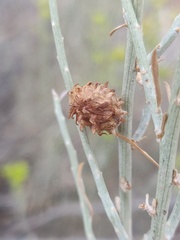 Rhopalomyia utahensis