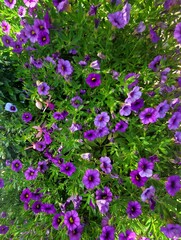 Calibrachoa