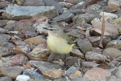 Acanthiza chrysorrhoa