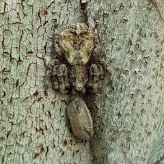 Stephanopis altifrons