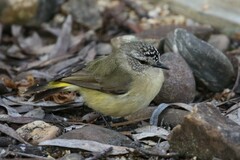 Acanthiza chrysorrhoa