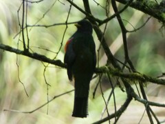 Trogon collaris