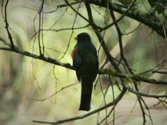 Trogon collaris