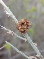 Rhopalomyia utahensis