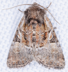 Meropleon ambifusca