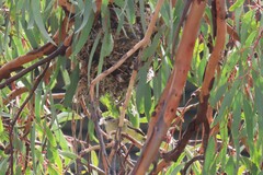 Acanthiza chrysorrhoa