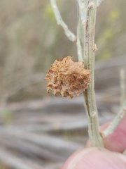 Rhopalomyia utahensis