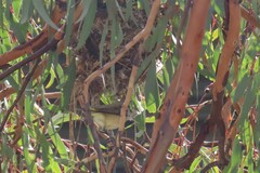 Acanthiza chrysorrhoa