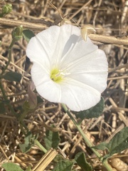 Calystegia occidentalis